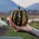 Acorn Squash-3