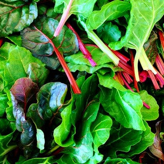 Baby Swiss Chard Mix