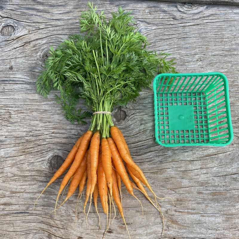 Carrot Bunch