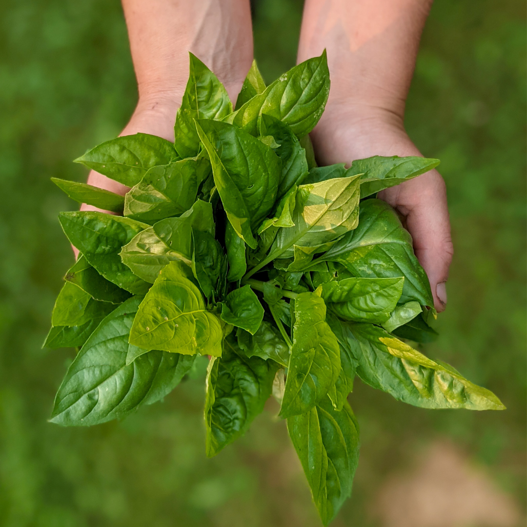 - FRESH - Basil