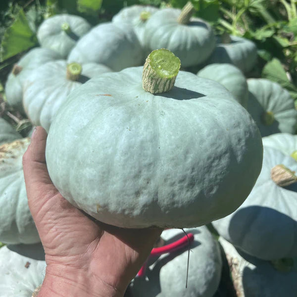 Small Squash