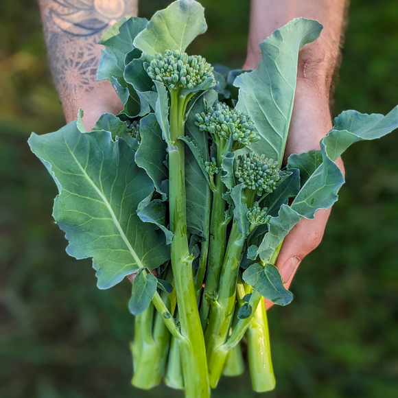 Broccolini