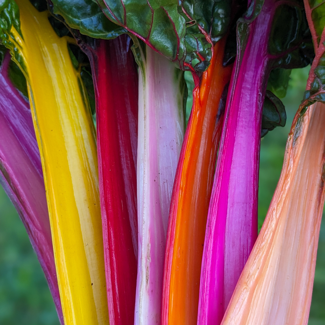 Rainbow Chard