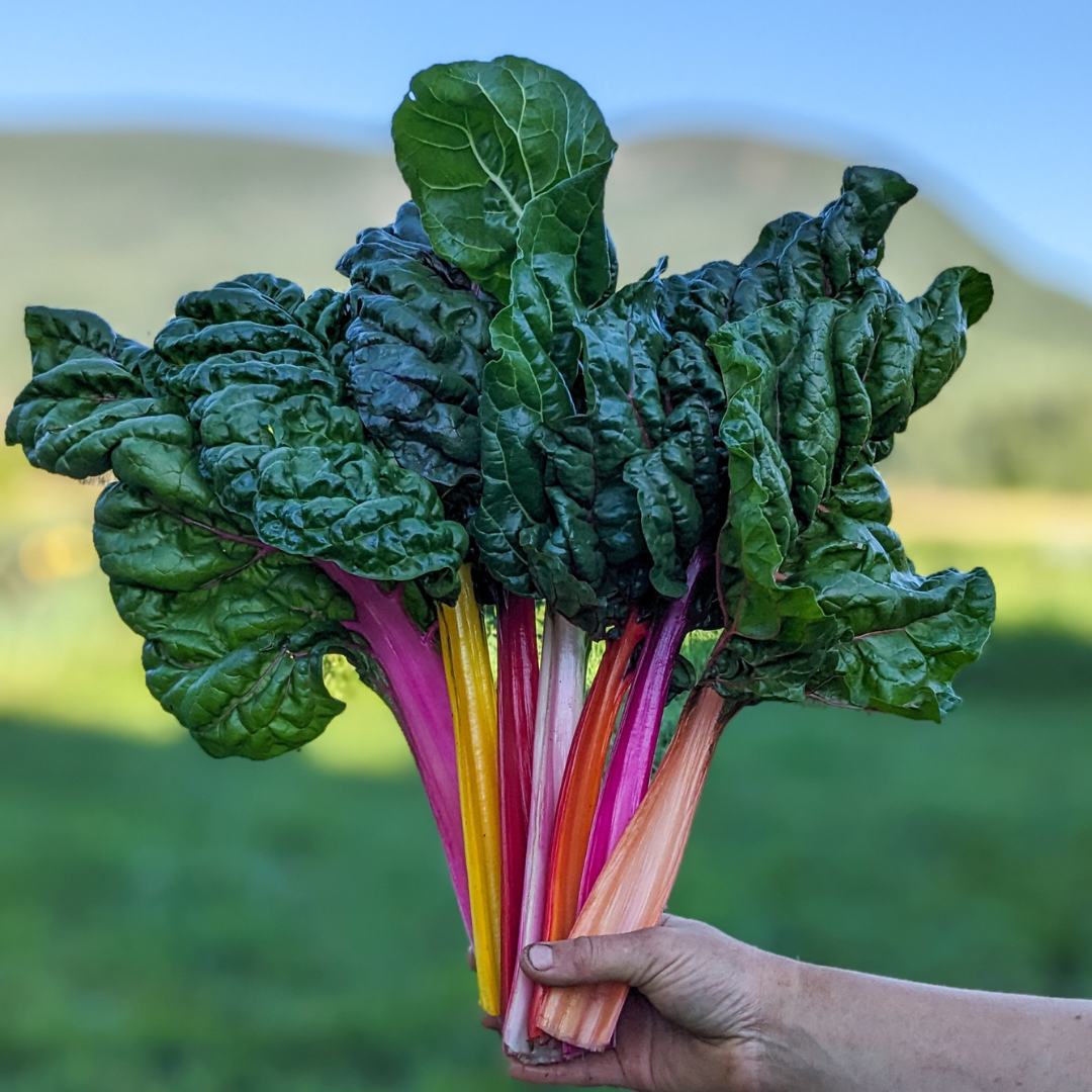 Rainbow Chard - 0