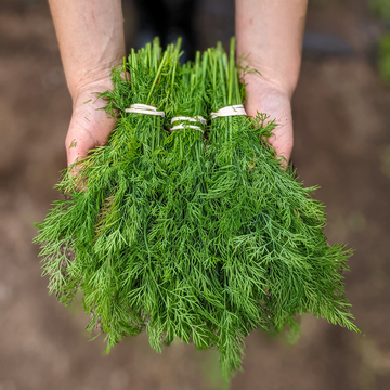 - FRESH - Dill