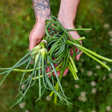 Garlic Scapes