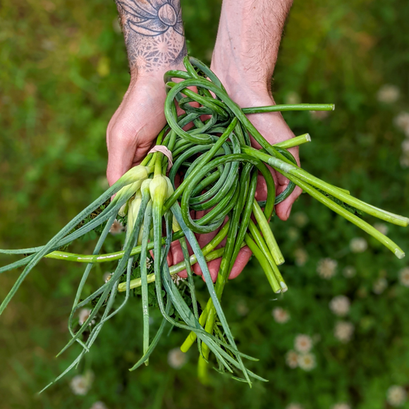 Garlic Scapes