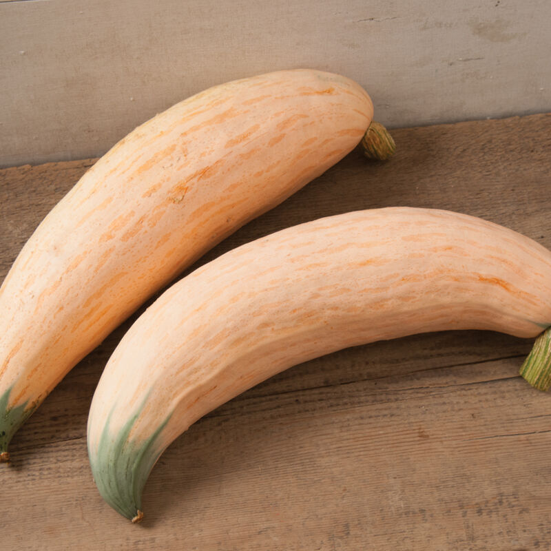 Small Squash