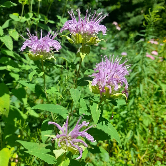 - FRESH - Wild Bergamot