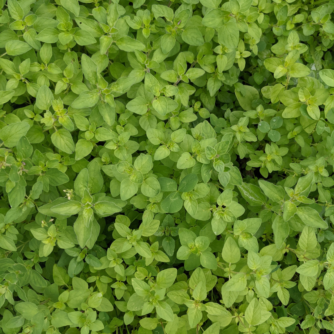 1. FRESH - Oregano
