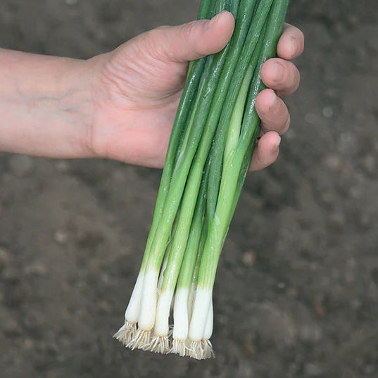 Green Onions