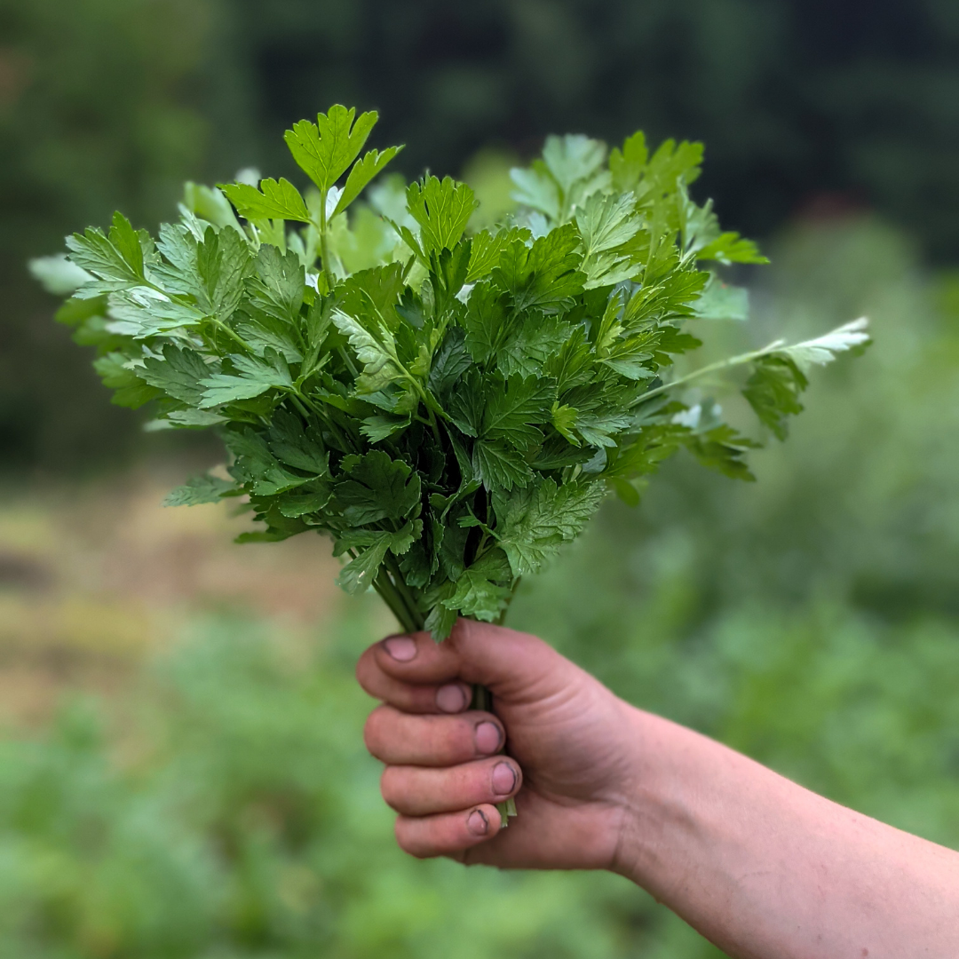 - FRESH - Italian Parsley