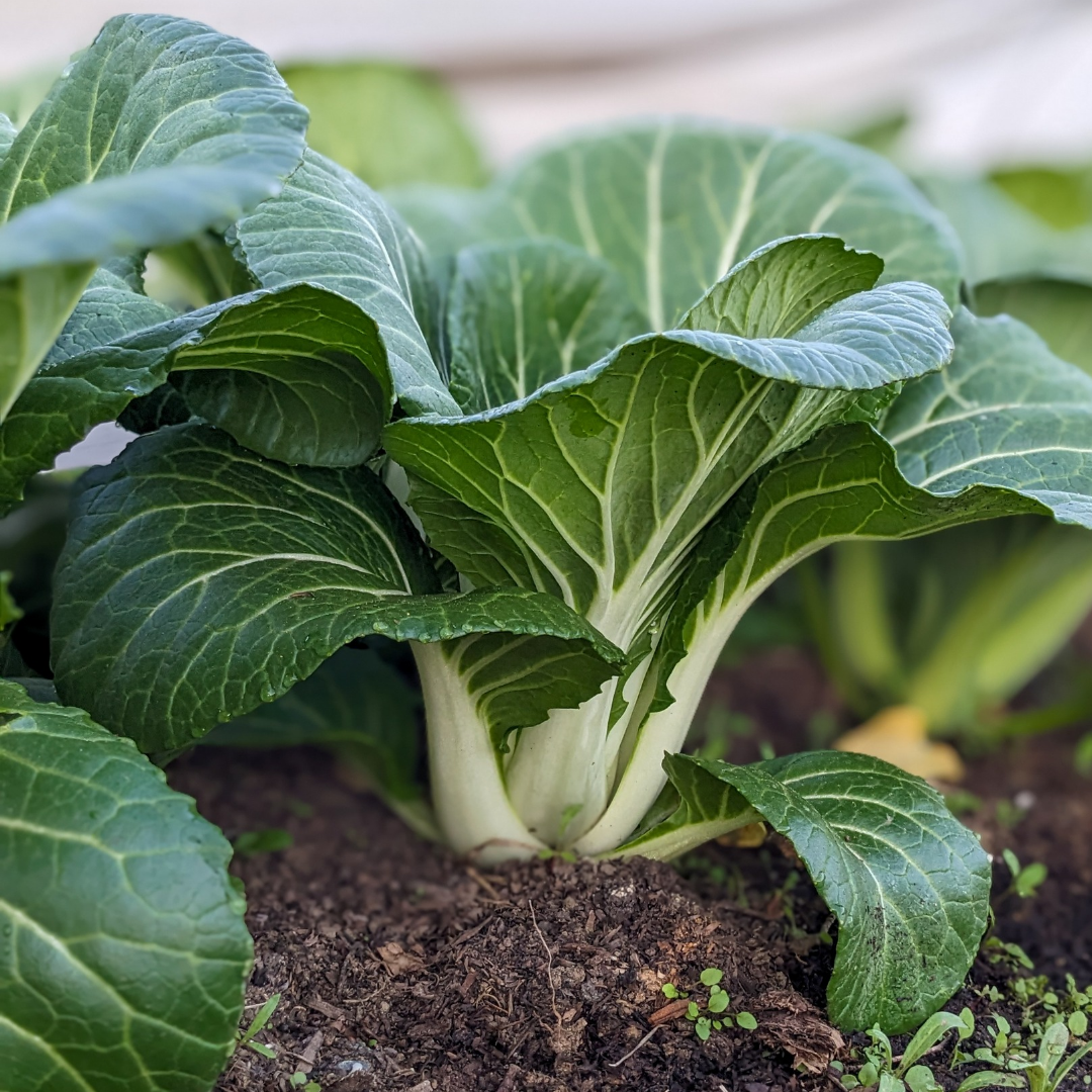 Baby Bok Choy - 0