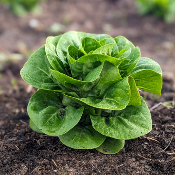 Little Gem Romaine Lettuce