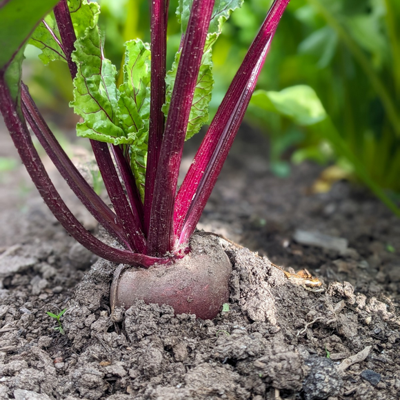 Beets