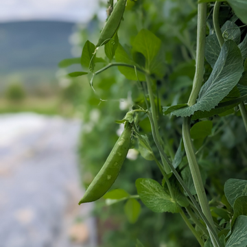 Sugar Snap Peas - 0