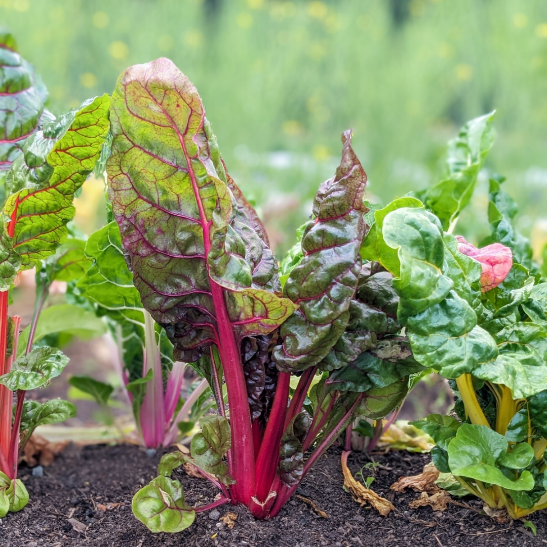 Rainbow Chard