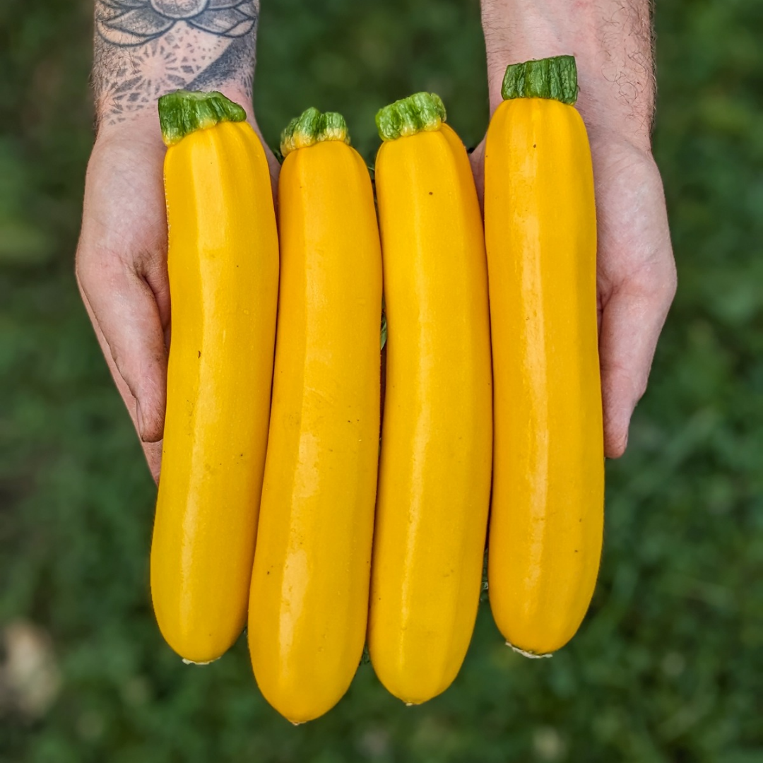 Butterstick Zucchini