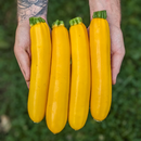 Butterstick Zucchini-1