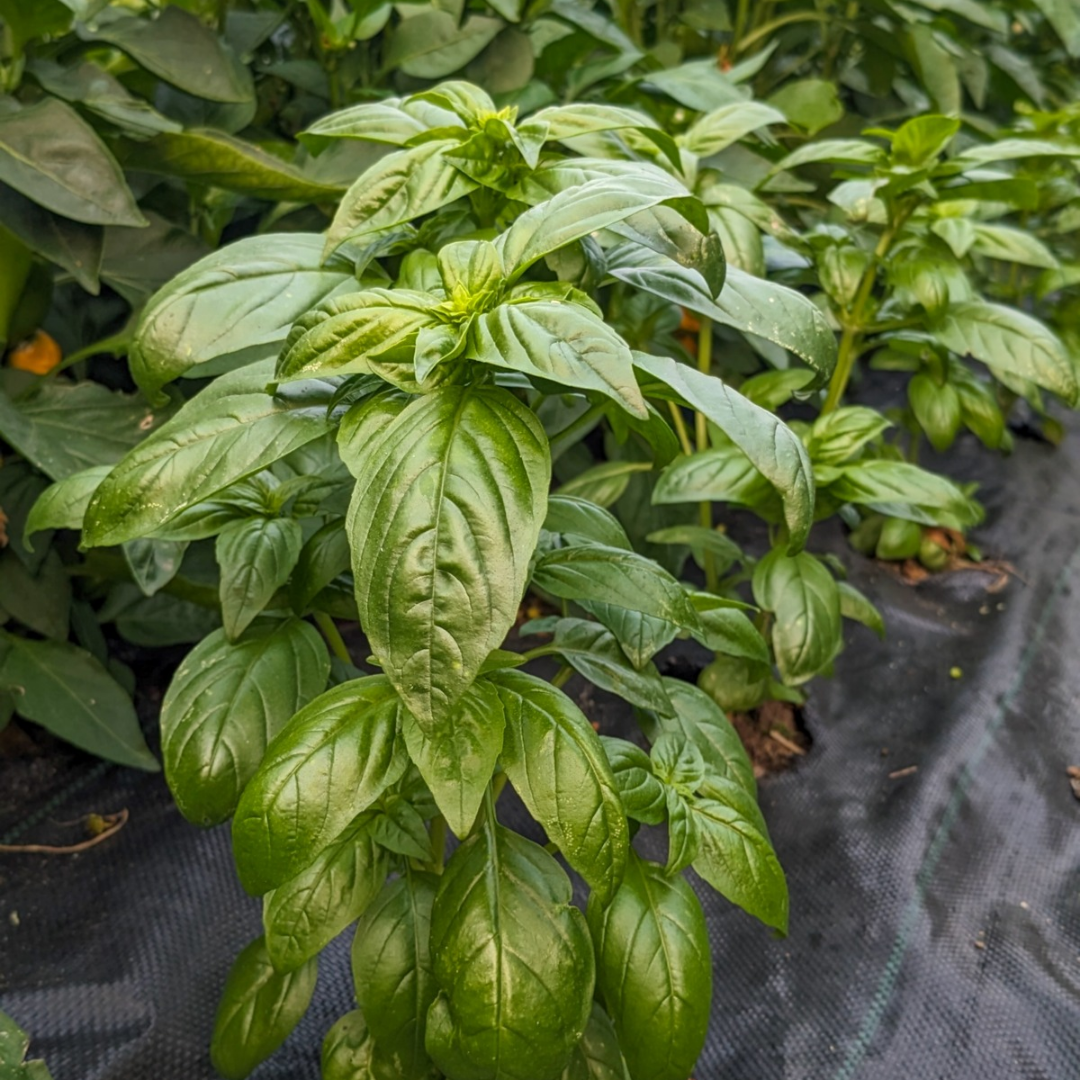 - FRESH - Basil - 0
