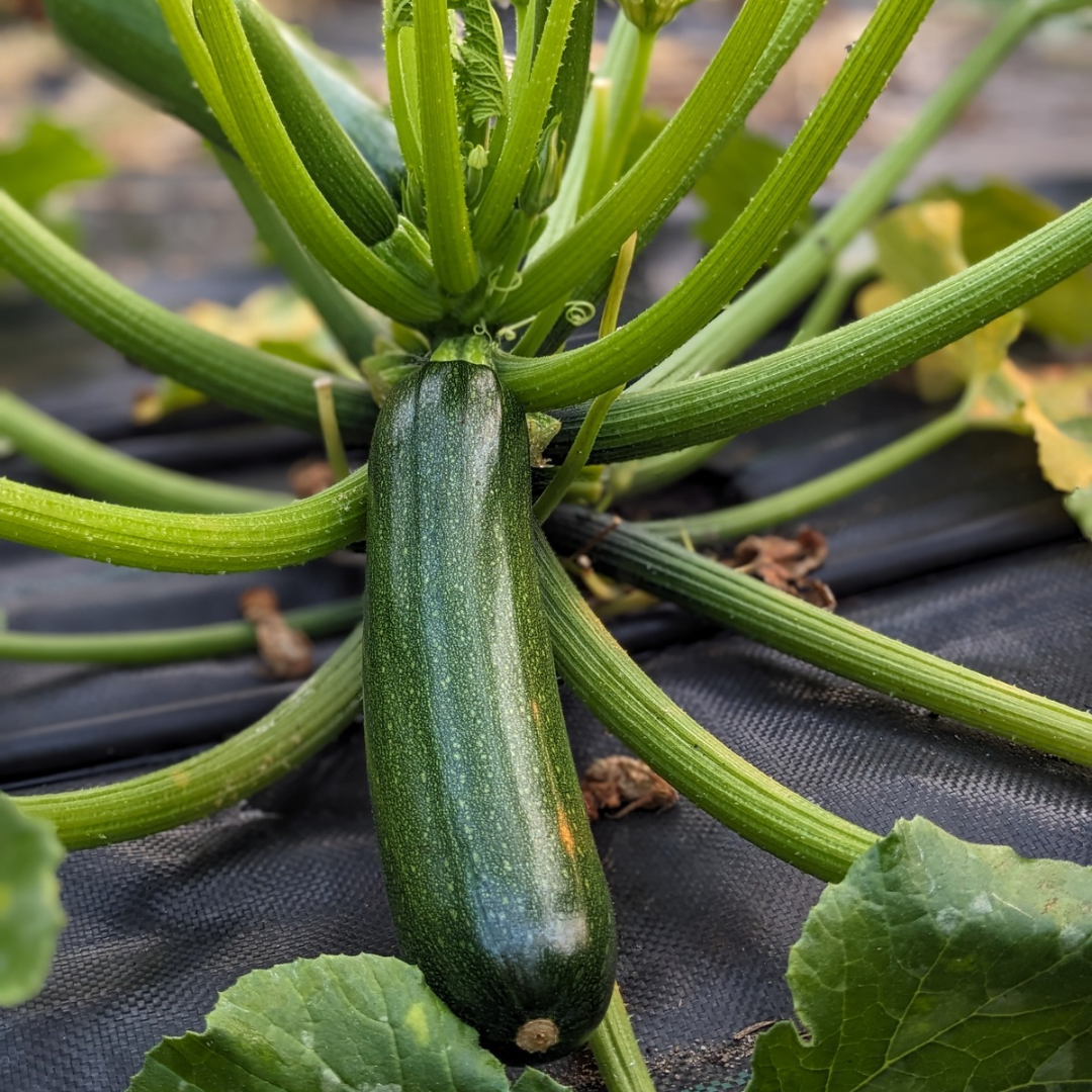 Zucchini - 0