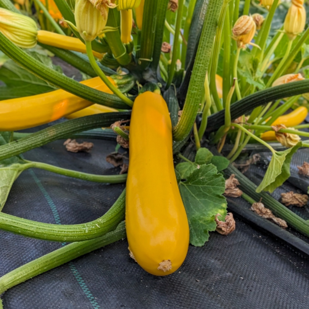 Butterstick Zucchini - 0