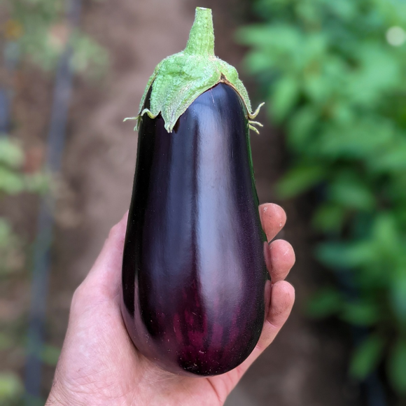 Italian Eggplant
