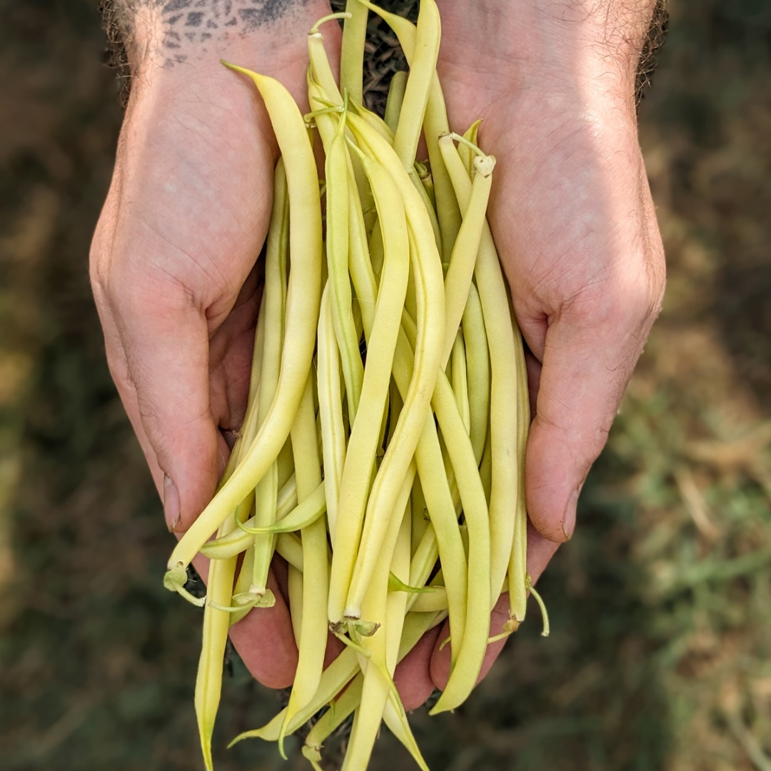 Yellow Beans