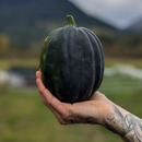 Acorn Squash-1