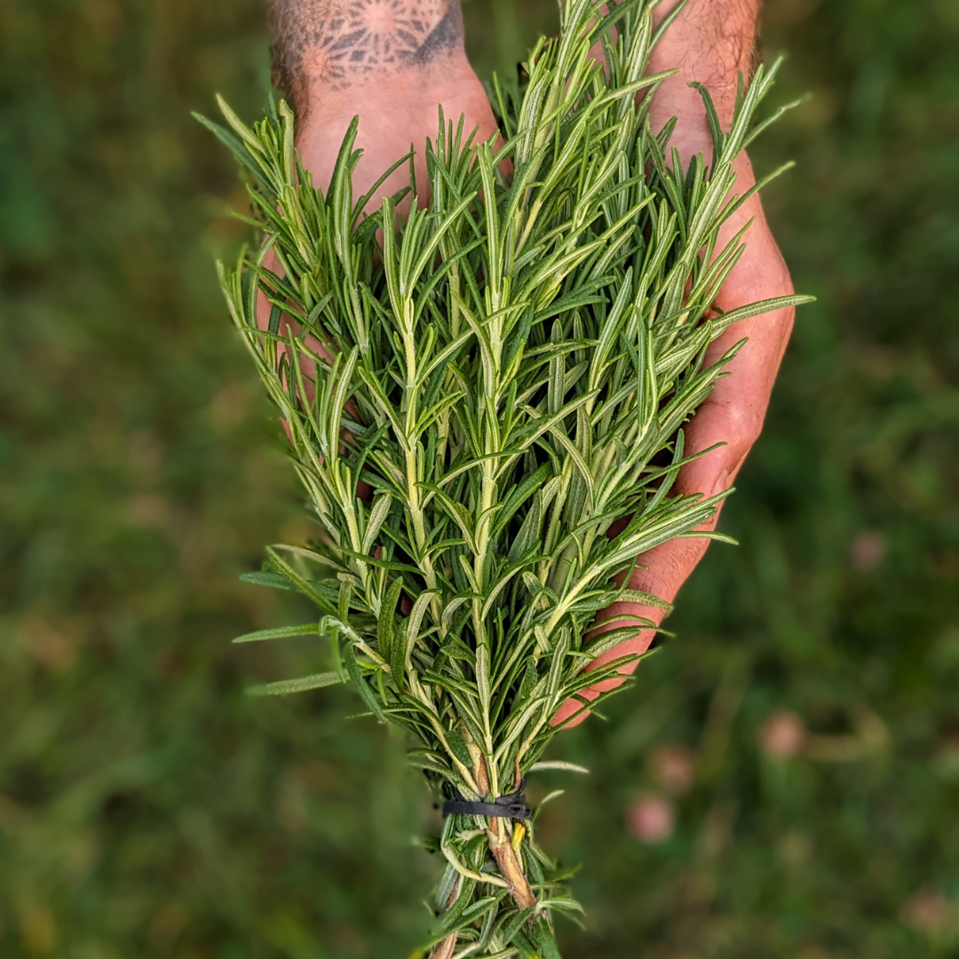 - FRESH - Rosemary