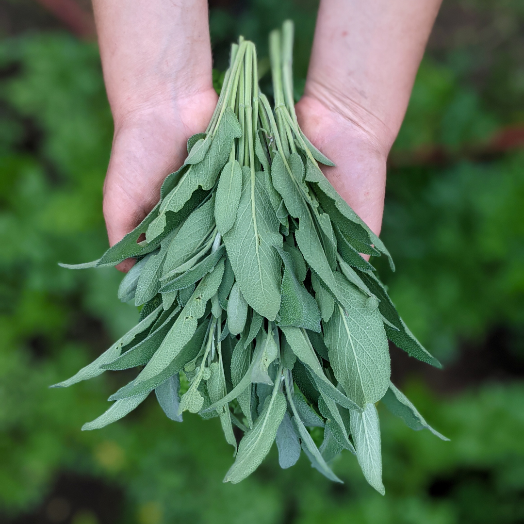 - FRESH - Sage