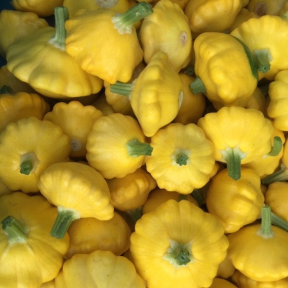 Small Patty Pan Zucchini