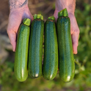 Zucchini-1